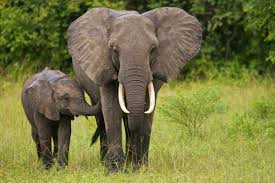 Asian Elephant