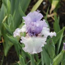 Crystal Gazer Halcyon Steppe Iris Daylily Farm