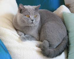 Check spelling or type a new query. British Shorthair Cats Profeline