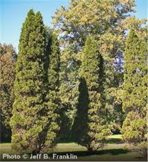 emerald arborvitae tree on the tree guide at arborday org