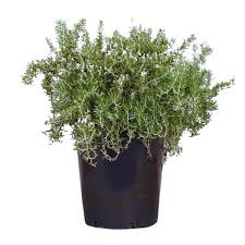 Image result for rosemary container