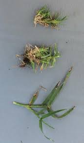 View all ftb twitter feed. Bermudagrass Mite Searching For Management Solutions Gcmonline Com