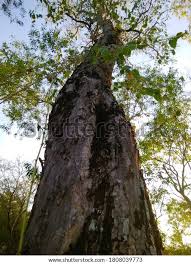 Image result for Dalbergia fischeri