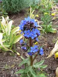 Image result for Anchusa capensis
