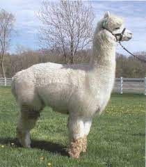 Llama Reference Alpaca Funny Weird Animals Alpaca