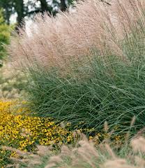 Image result for Miscanthus violaceus
