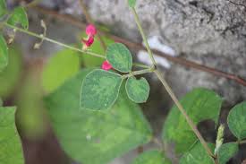 Image result for Pseudarthria