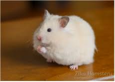 The males on the other hand ironically wear a skirt of long stringy hair of up to 4 inches long (10cm). Get A Hamster Zika Hamstery