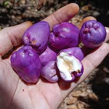 Image result for Cassipourea gummiflua