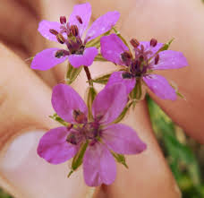 Pay close attention to the edges of the leaf blade (margins) to see if they're serrated (toothed), rounded (lobed) or another shape. What Is This Lawn Weed With Cut Edged Leaves And Five Petaled Pink Purple Flowers Found In Belgium Gardening Landscaping Stack Exchange