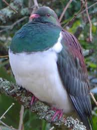 RÃ©sultat de recherche d'images pour "kereru"