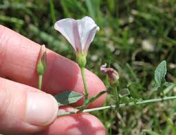 Image result for Convolvulus arvensis
