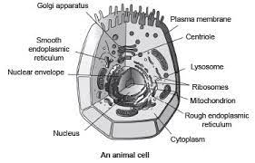 We did not find results for: Long Answers The Fundamental Unit Of Life Science Class 9 Class 9 Notes Edurev