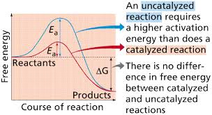 Reactions Enzymes