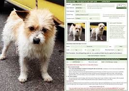 Found Male Border Terrier sharing in hope of finding owner