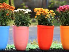 Altă plantă rezistentă la temperaturi scăzute, aflată și acum în grădinile stațiunii buzoiene de cercetare, este chimenul, care crește bine și în flora spontană. Plante Rezistente Inghet