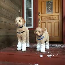 Pin On Poodle Cuts