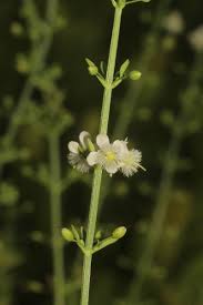 Image result for Scoparia dulcis