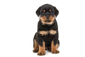 A nod to their sweetness and strength combined. Rottweiler Dog Breed Information
