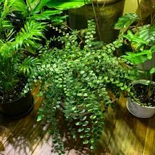 Image result for Pellaea dura