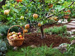 Types of fruits are described and defined elsewhere (see fruit), but would include fru. Grow Little Fruit Trees For Big Rewards This Old House