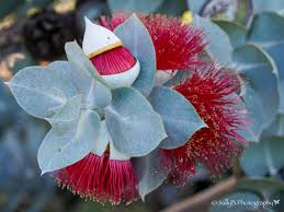 Image result for Pycreus melas