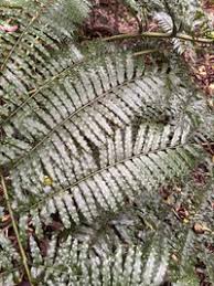 Image result for Marattiaceae