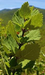 Image result for Tetradenia urticifolia