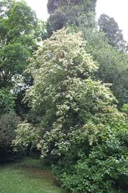 Image result for Ligustrum sinense