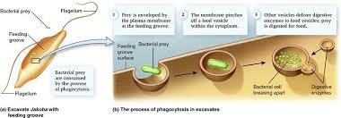 Pin On Biology Taxonomy