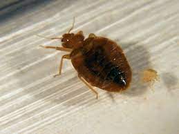 Don T Be Bugged On Vacation How To Inspect Your Hotel Room For Bed Bugs