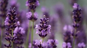 Image result for Lamiaceae