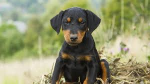 Image result for jagdteriér