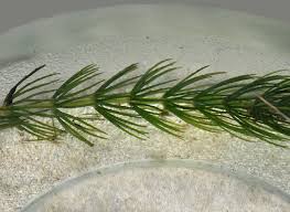 Image result for Ceratophyllaceae