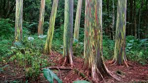 This means that the tree is a. Nature Blows My Mind Rainbow Colored Trees Grow Over 200 Feet Tall Video