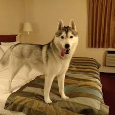 Maybe you would like to learn more about one of these? Memphis Gone To The Snow Dogs