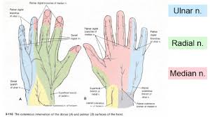 Nerve Distributions Radial Nerve Hand Therapy Median Nerve Radial Nerve Median Nerve Ulnar Nerve