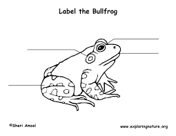 American bullfrog coloring page from frogs category. Bullfrog Labeling Page