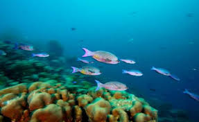 Has anyone dissolved the calcified outer surface of a fossilized coral head to reveal the agatized coral underneath? What Epa Is Doing To Protect Coral Reefs Coral Reefs Us Epa