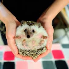 << back to all hedgehog help & education or shop hedgehog products. An American Trend For Pet Hedgehogs Is Storming The Uk News Ideal Home