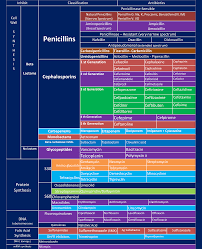 Antibiotic Specifications Chart Based On Mode Of Action