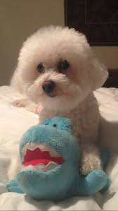 3036 peoria road springfield, illinois 62702. Bichon Looks Just Like The Book Tails Untold Personalized Pet Books Created For Scrappy The Cute Little Bichon Ww Bichon Dog Bichon Frise Puppy Dog Breeds