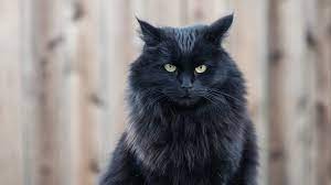 cat black cat fluffy kedi kara kedi