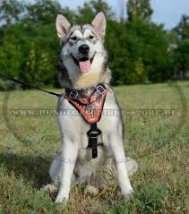 Schlittenhund — schlittenhunde in aktion als schlittenhund bezeichnet man jeden hund, der vor einen hundeschlitten gespannt wird, um diesen mittels geschirr und leinen zu ziehen. Husky Geschirr Mit Feuer Design Multifunktionell 220 7