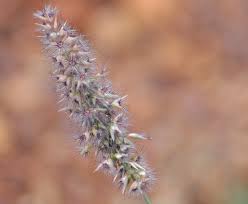 Image result for Enneapogon