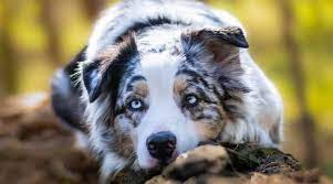 Developed in california in the 19th century, it is claimed the breed descends from a variety of herding breeds including collies imported into california alongside sheep imported from australia and new zealand, the breed taking its name from the former. Australian Shepherd Dog Breed Info Facts Traits Pictures More