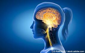 Nervus cutaneus dorsalis medialis, nervus facialis) benannt, manchmal aber auch nach anatomischen besonderheiten (z.b. Neues Zur Darm Hirn Achse Aus Schaltzentrale Des Vagus Nerven Gelbe Liste