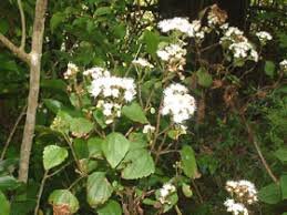 Image result for Ageratinastrum