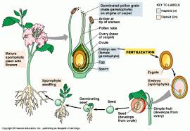 Maybe you would like to learn more about one of these? Terbaik Dari Kelompok Tumbuhan Gymnospermae Ditunjukkan Oleh Nomor Bunga Hias