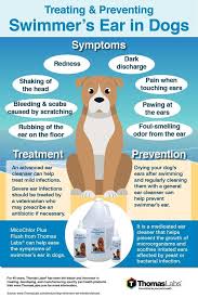 Swimmer S Ear In Dogs Medicated Dog Shampoo Dog Skin Pet Advice